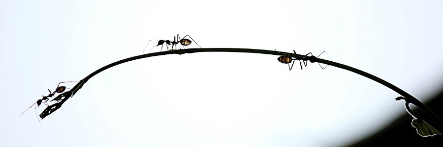 Warum Gehen Ameisen Nicht In Die Kirche Warum gehen Ameisen nicht in die Kirche? - Fragen ans Netz