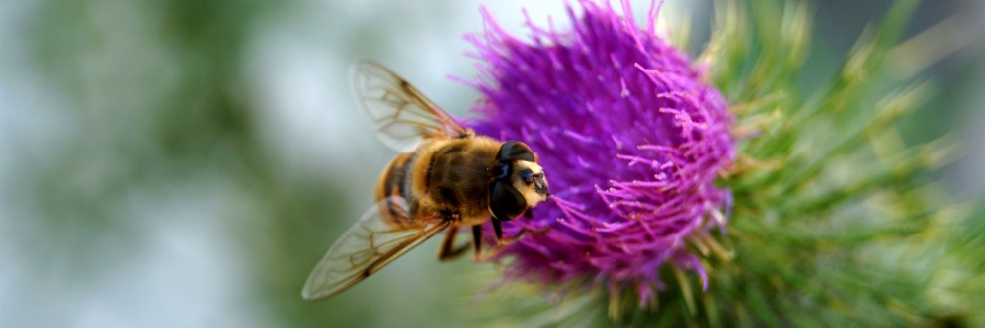 nektar Fragen ans Netz