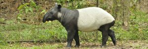 Wie sieht ein Tapir aus?