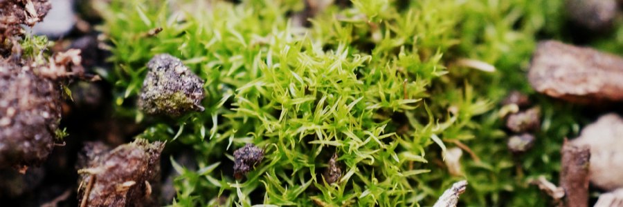 Wo entsteht Moos? Fragen ans Netz