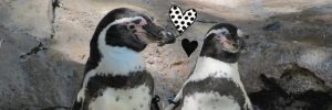 Bleiben Pinguine für immer zusammen?