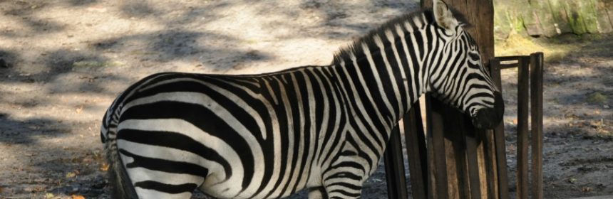 Zebras was fressen sie?