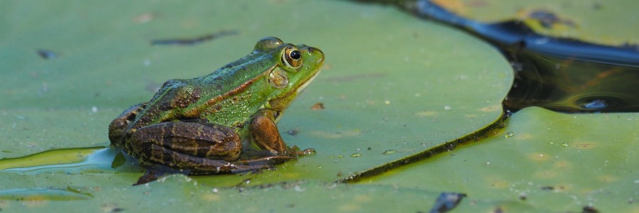 Wie Viele Flecken-Zwerge Hat Frosch? Wie Viele Flecken-Zwerge Hat Frosch?