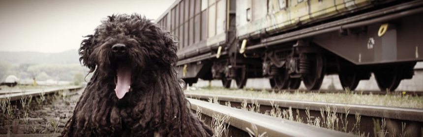 Dürfen Hunde mit der Bahn fahren?